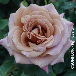 ©SUNFLOR - Primavera